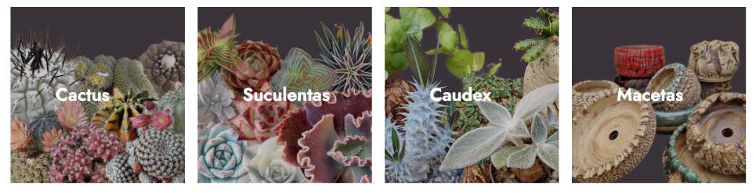 Tienda online de cactus y suculentas Tienda online de cactus y suculentas